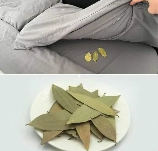 465713242 580107561249695 7882921354446589208 n.jpg 2