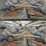 518359894 779397761183489 1210423623005712229 n 1 1 2