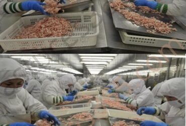 518359894 779397761183489 1210423623005712229 n 1 1 2