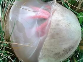 This morning, I went out into the garden—just to water the flowers and check if the cats had yet relieved themselves, as they often do. But as soon as I opened the gate, a horrible smell hit me. So strong that my chest tightened and I felt a metallic taste in my mouth. 6 565147678 829137976364819 904508 1365x1536 1 7