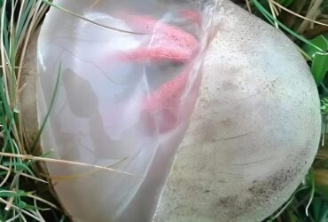 565147678 829137976364819 904508 1365x1536 1 7