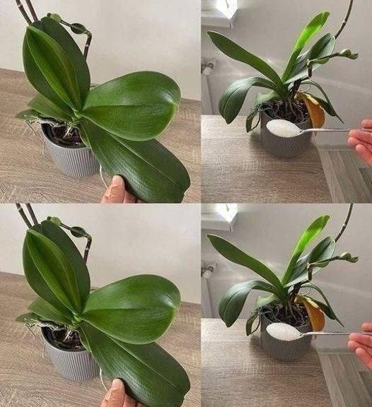 Orchids: One tablespoon is enough and they will bloom continuously – A powerful fertilizer 25 WhatsApp Image 2025 10 15 at 23.28.56 1 1