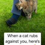 fb783f80 7eca 4bdc 9efd bea6f8e5438e 683x1024 1