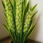 le secret meconnu de la langue de belle mere sansevieria une plante aux bienfaits surprenants.jpg