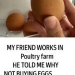 translation 20251026 155309