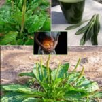 7 avantages et utilisations de cette herbe presente dans nos jardins