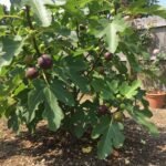 587214442 1294166759421806 54613