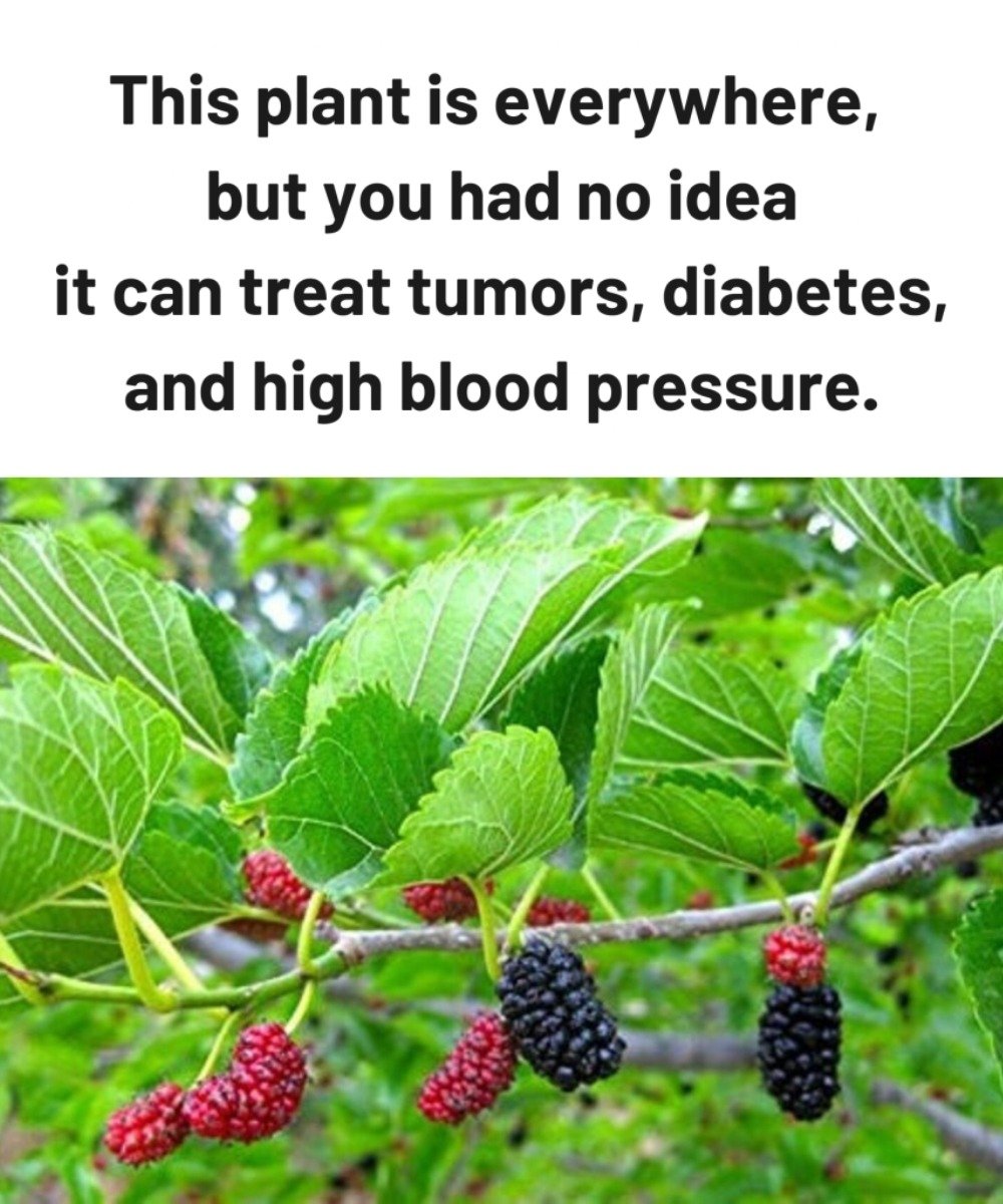 This plant is everywhere, but you had no idea it can treat tumors, diabetes, and high blood pressure 25 IMG 20260123 WA0027