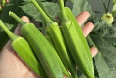 anh post 2025 12 19T075357.541