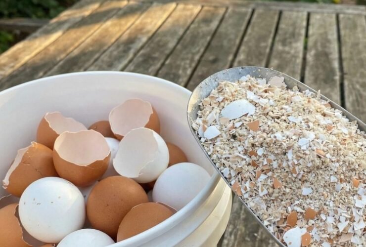 Most People Toss Eggshells, But Boiling Them Solves This Common Household Problem 42 anh post 2026 01 26T110731.455