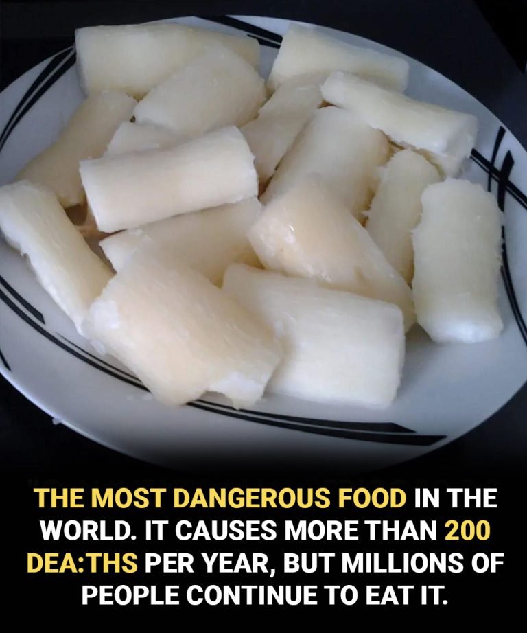 Toxic if improperly prepared: another side of a widely consumed food worldwide 25 tenh 768x922 1