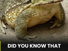 Why does a toad appear in your house and what might its presence indicate? 36 anh post 2026 01 30T084147.105