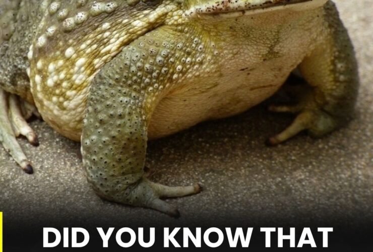 Why does a toad appear in your house and what might its presence indicate? 36 anh post 2026 01 30T084147.105