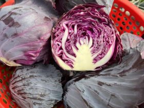 Doctors reveal that eating purple cabbage causes …. 36 edcp