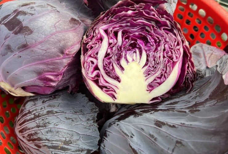 Doctors reveal that eating purple cabbage causes …. 33 edcp