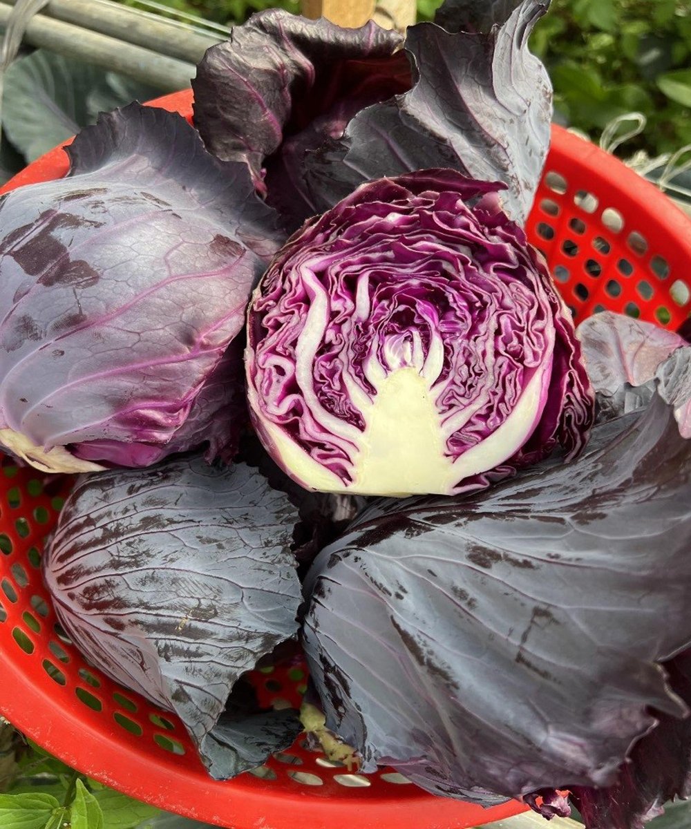 Doctors reveal that eating purple cabbage causes …. 25 edcp